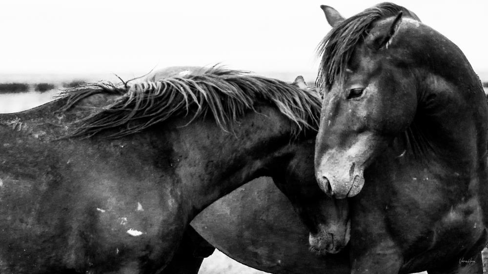 Moments of Tranquility