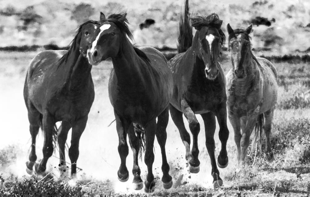 Ride Of the Valkyries