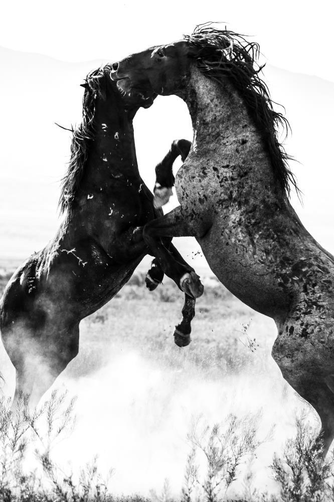 Showdown At Simpson Springs